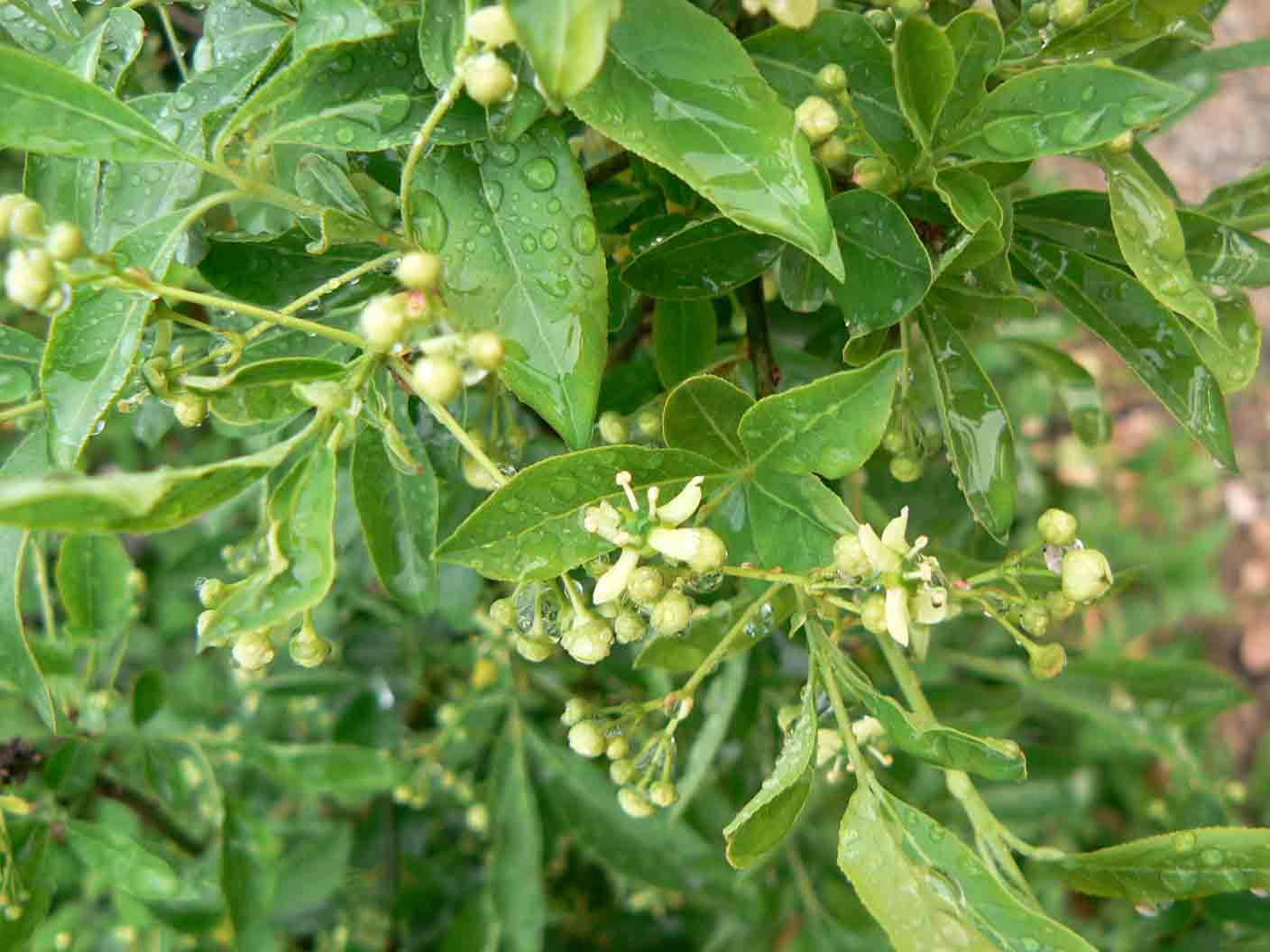 Euonymus europaeus / Fusaria comune, Berretto da prete